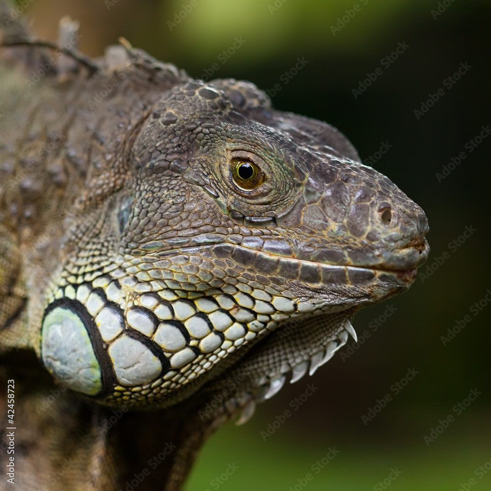 big iguana big iguana