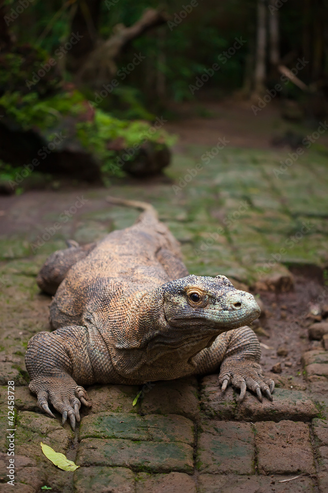 Huge dragon of Komodo Huge dragon of Komodo