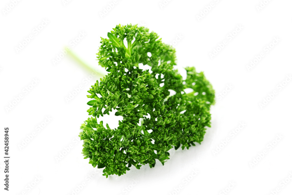 Fototapeta premium Herb Series - Parsley
