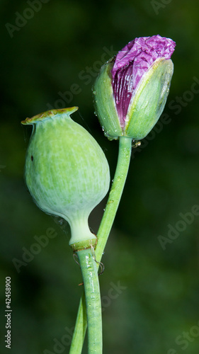 a poppy capsule and a poppy bud on a soft green background