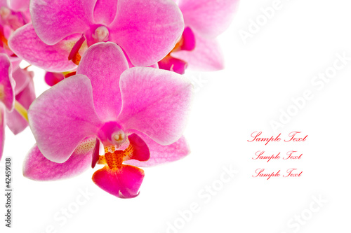 Thai orchid on white background