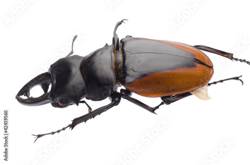 insect stag beetle