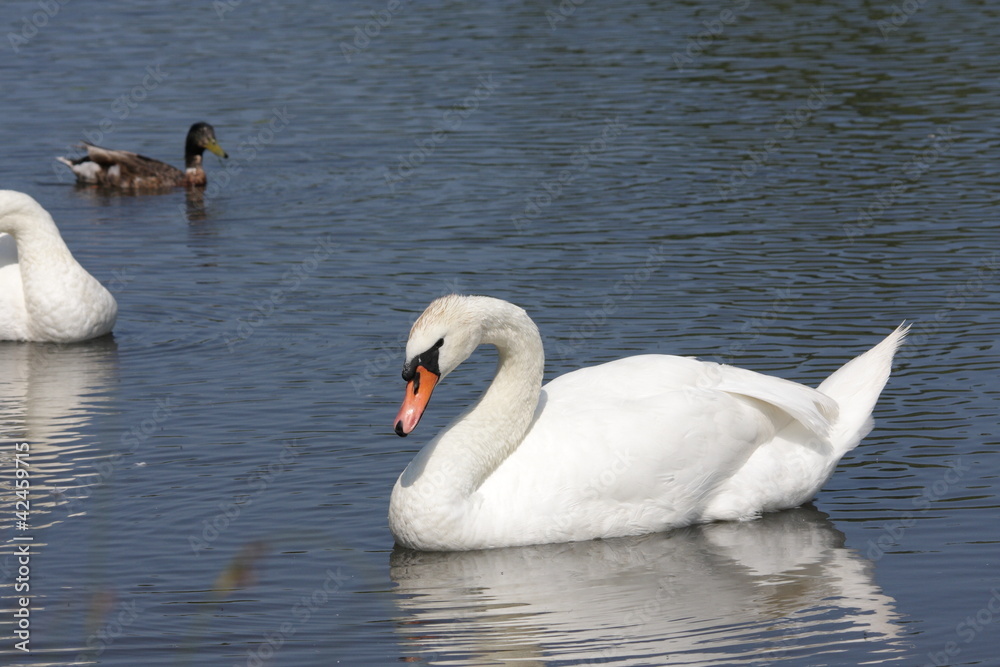 Fototapeta premium Cygne tuberculé