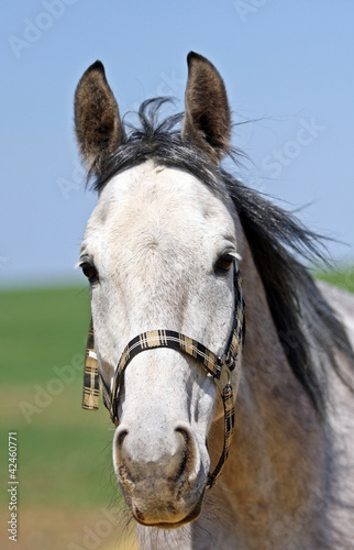 Horse in the paddock