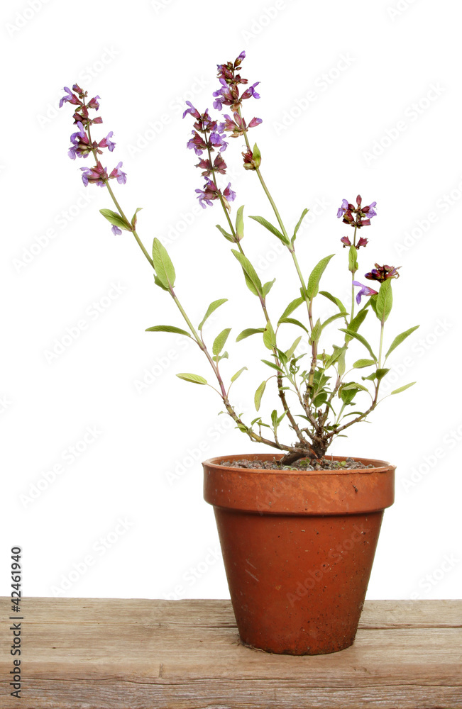 Flowering sage Flowering sage