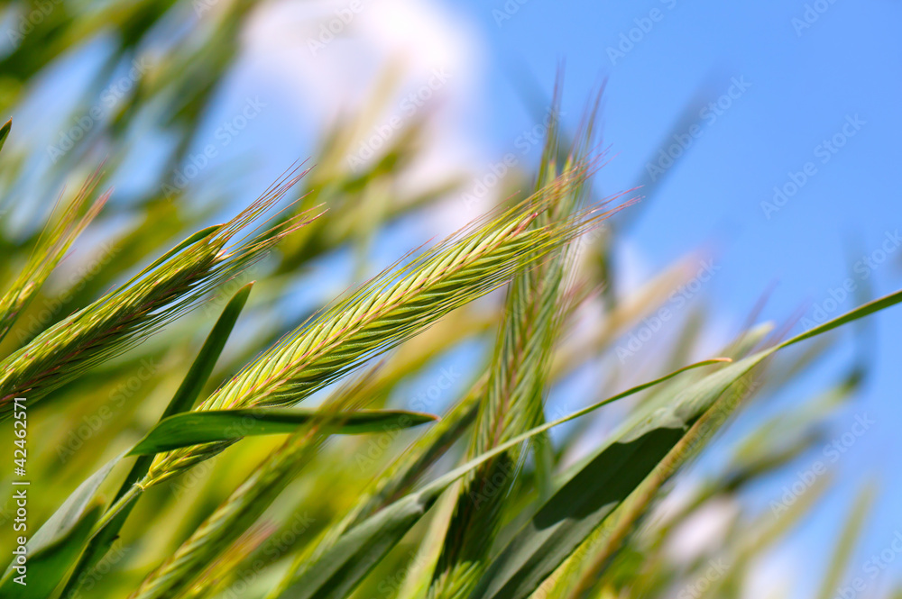 Fototapeta premium wheat harvest on blue sky