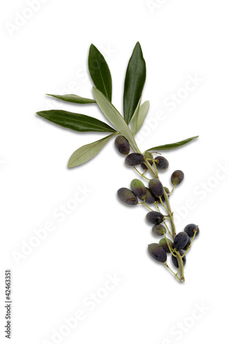Olive taggiasche con foglie photo