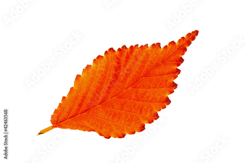 Red autumn leaf elm isolated on white background