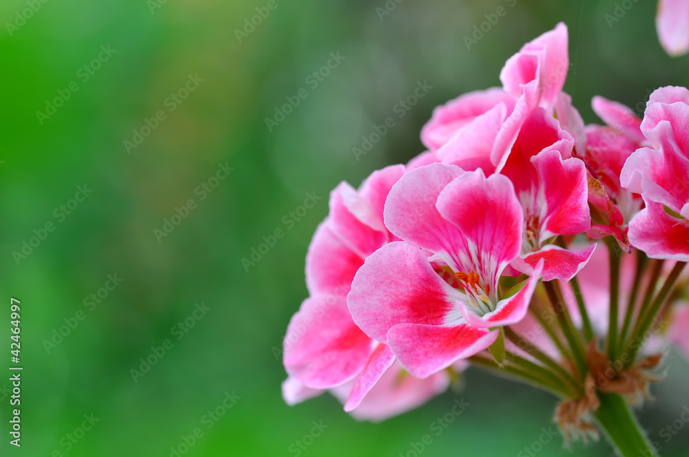 Bright red flowers Bright red flowers