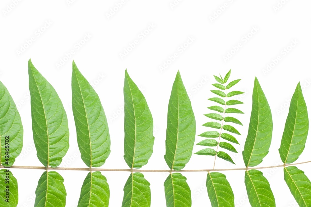 Obraz premium Mutation