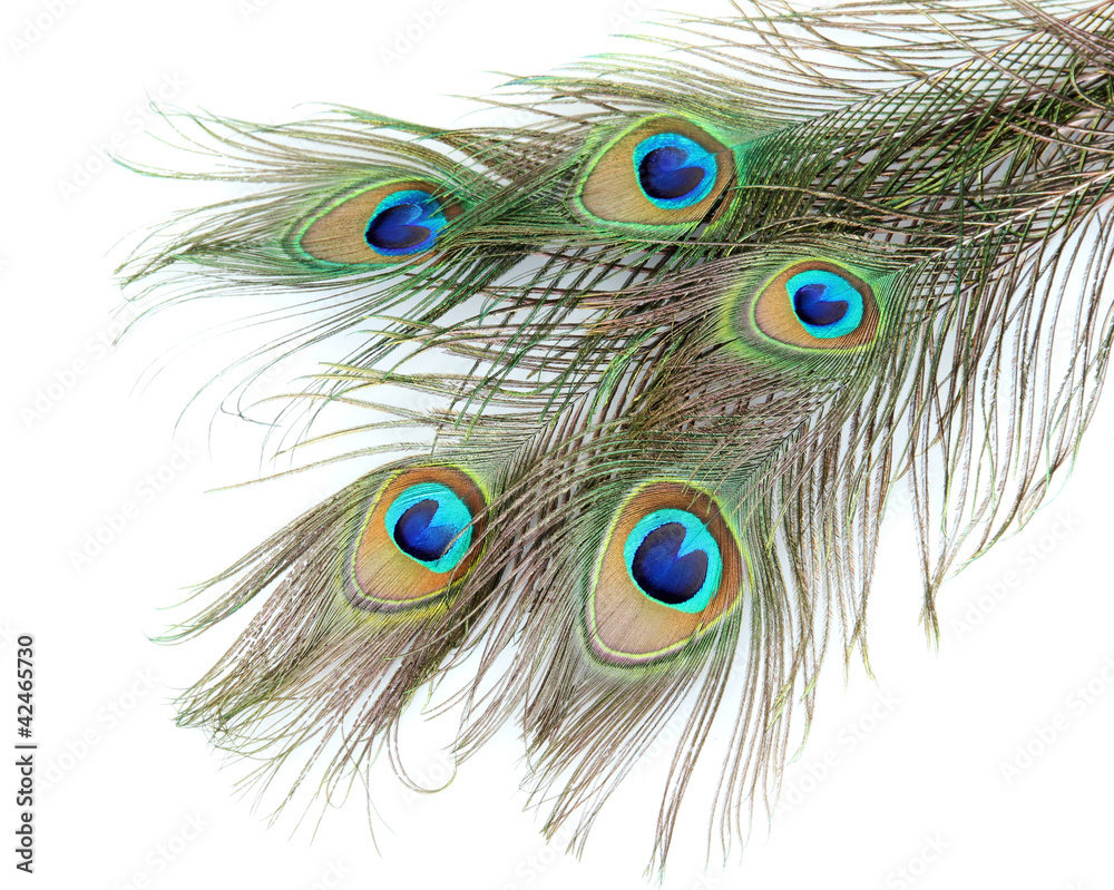 Obraz premium Peacock feathers on white background close-up
