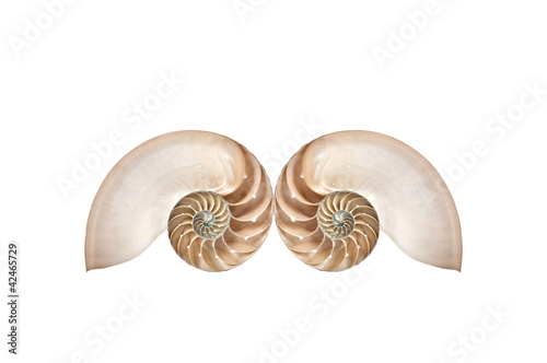 Double Nautilus shells