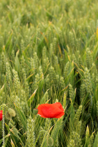 coquelicot