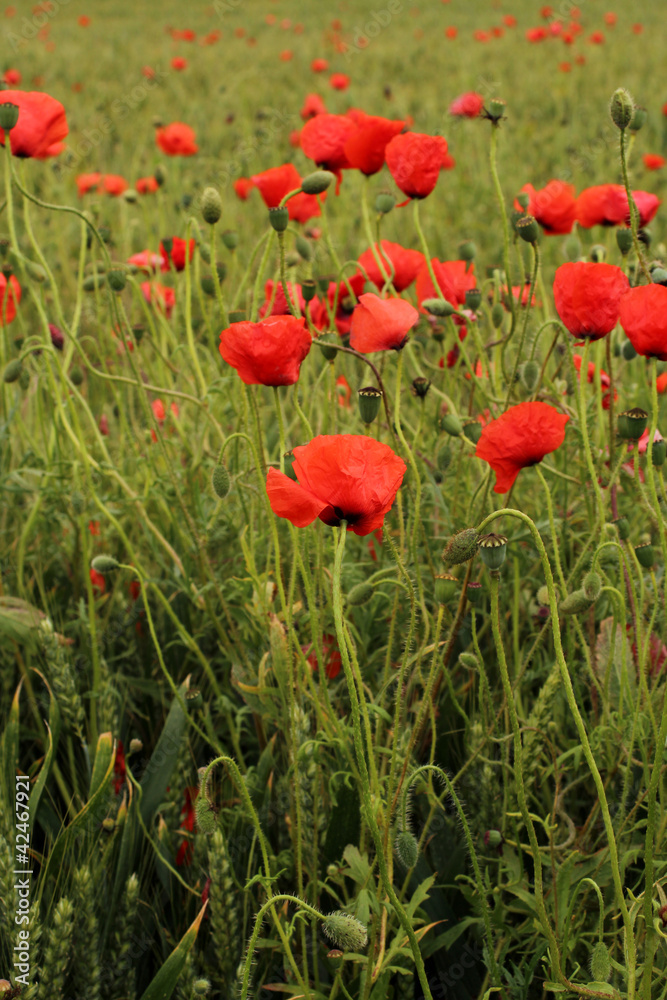Fototapeta premium coquelicot