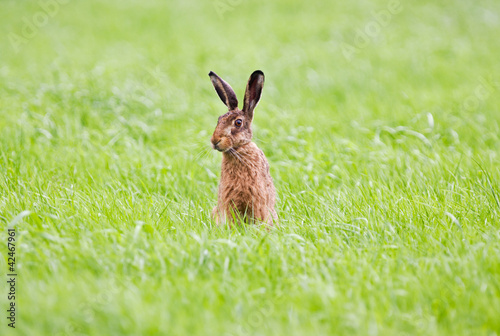 Hare in grass © Matauw