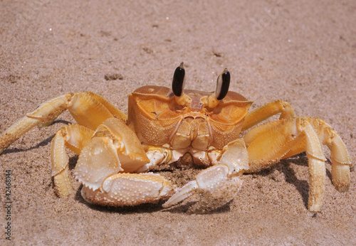 large yellow crab