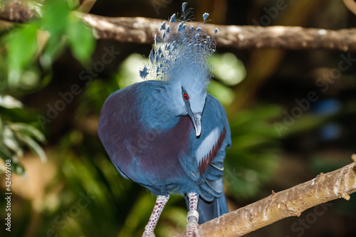 Blue bird photo