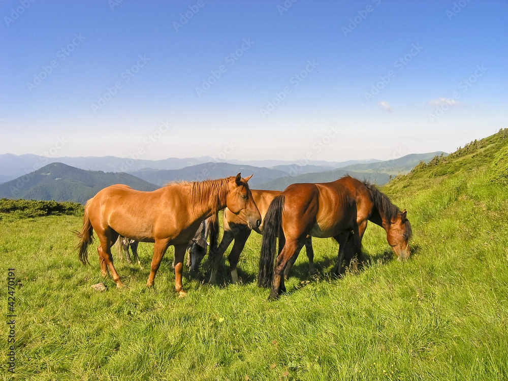 herd of horses in the hills