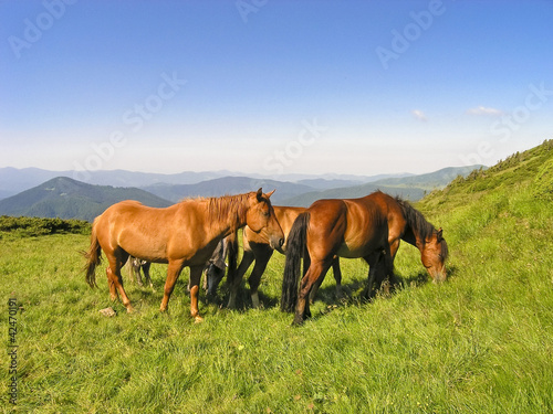 herd of horses in the hills © An-T