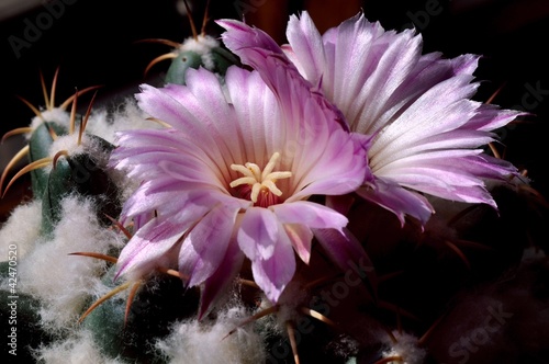 サボテン　象牙丸の花 photo