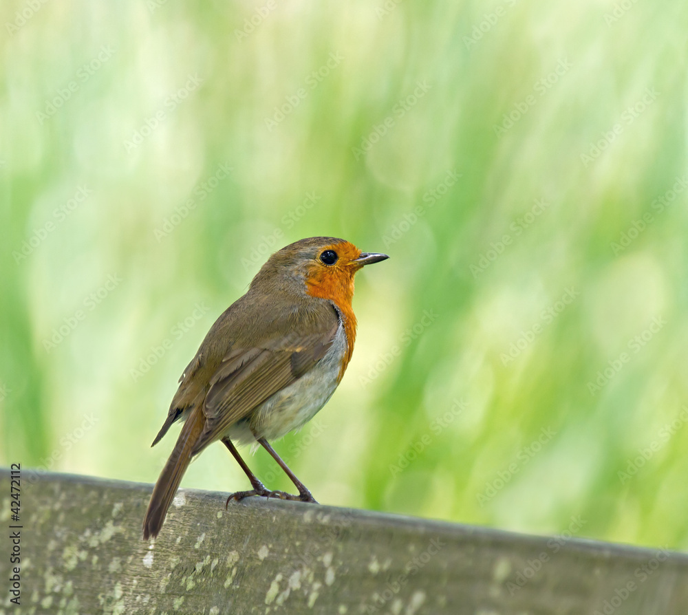 Robin Perched on Seat Robin Perched on Seat