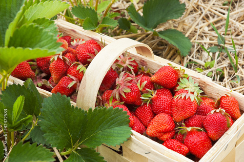 Obraz na płótnie Erdbeeren pflücken