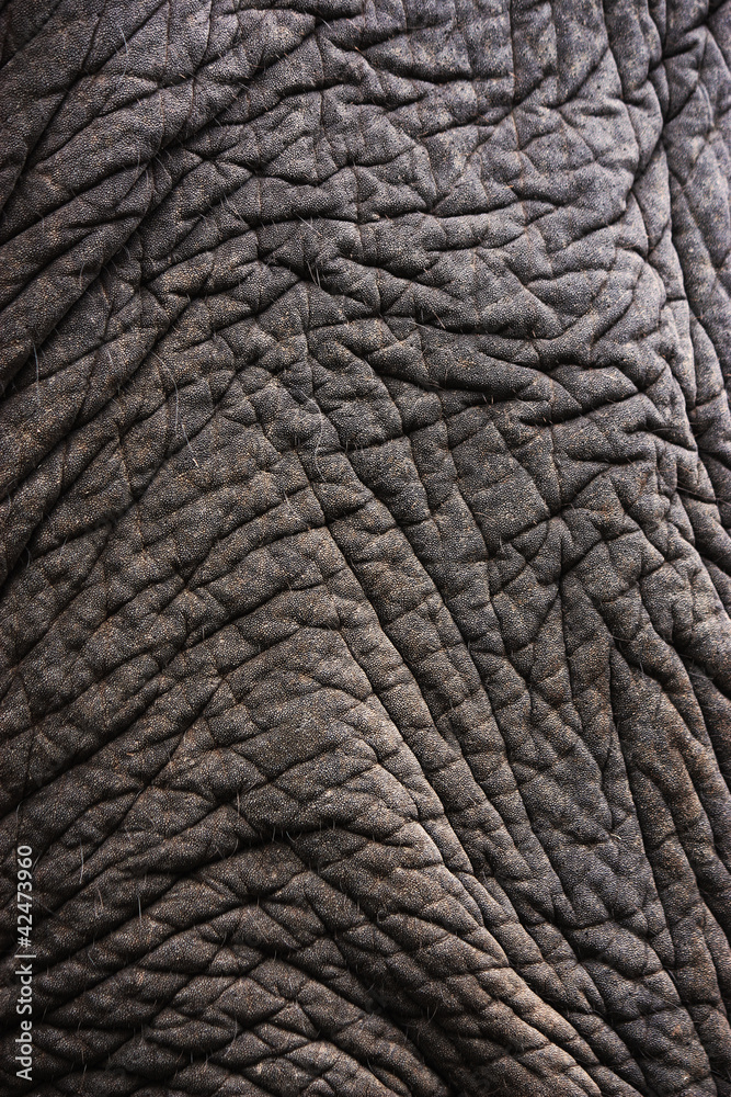 elephant skin elephant skin