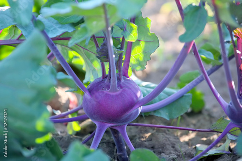 Kohlrabi.