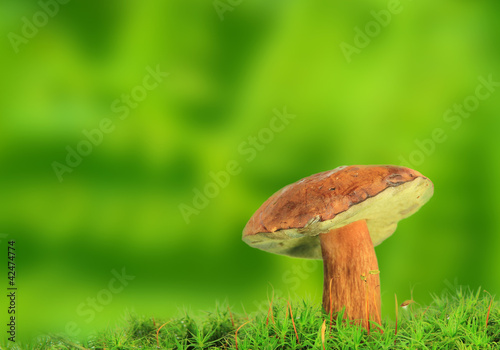 Oak Mushroom in the moss 