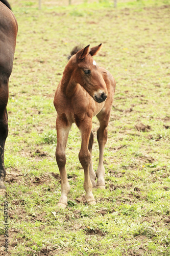 young foal has his first steps in the meadow
