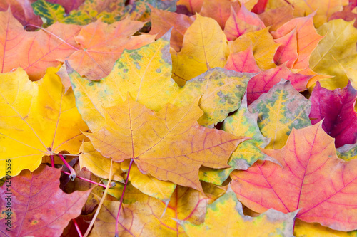 Multi-colored autumn maple leaves