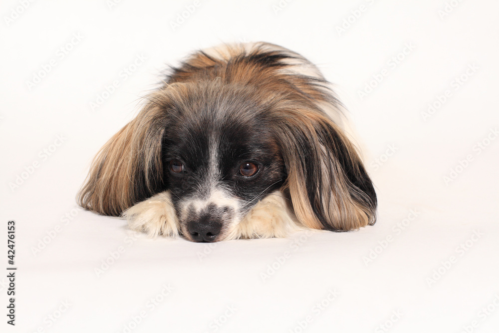 papillon dog Close-up portrait on a white background papillon dog Close-up portrait on a white background
