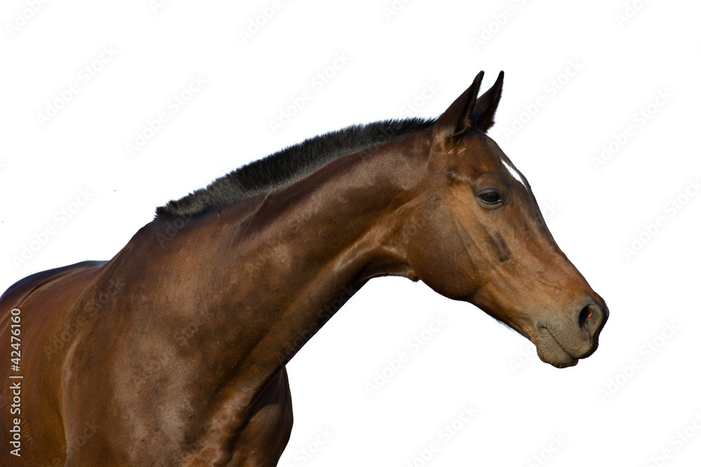 horse's portrait