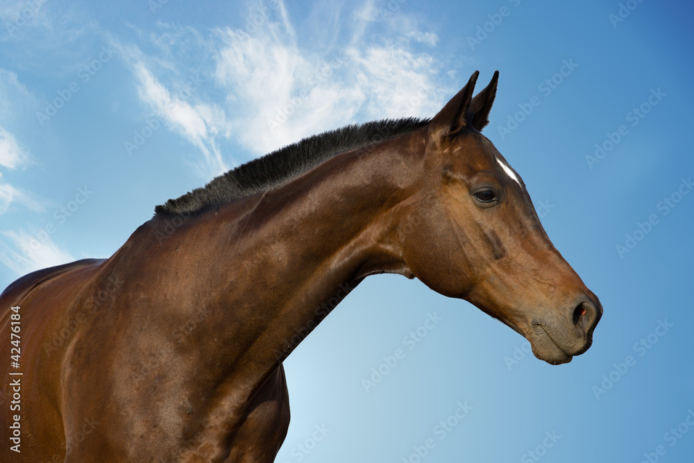 Obraz horse's portrait