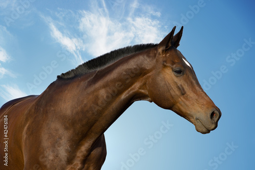 horse s portrait