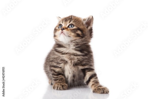 kitten on a white background