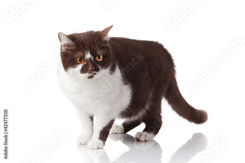 beautiful british cat on white photo