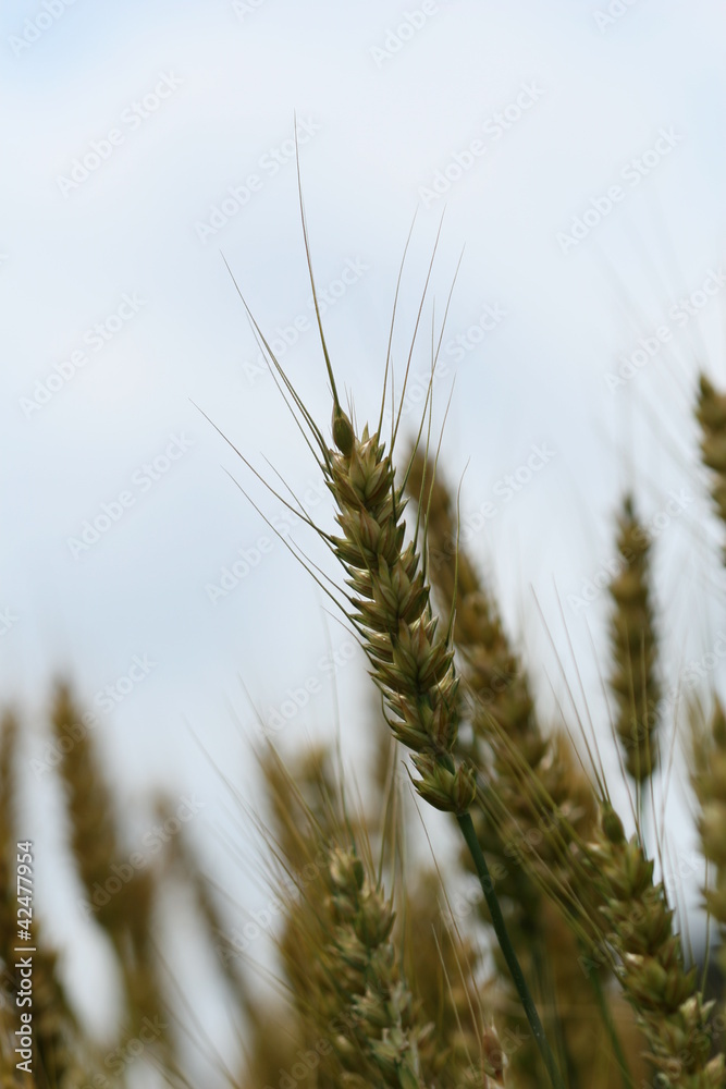 wheat in a field wheat in a field