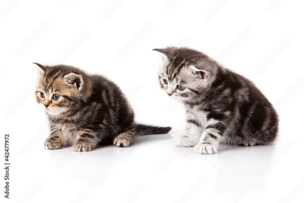 kitten on a white background