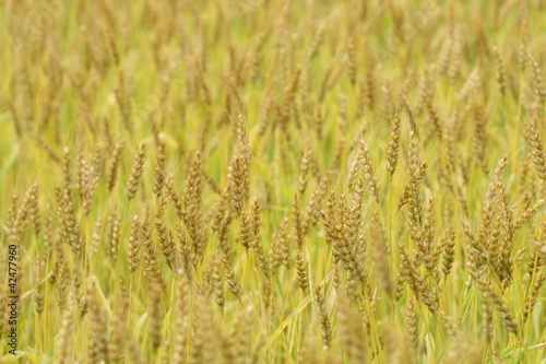 wheat in a field © Zhiqiang Hu