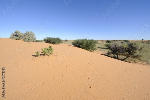 Kalahari desert landscape ~dune tracks