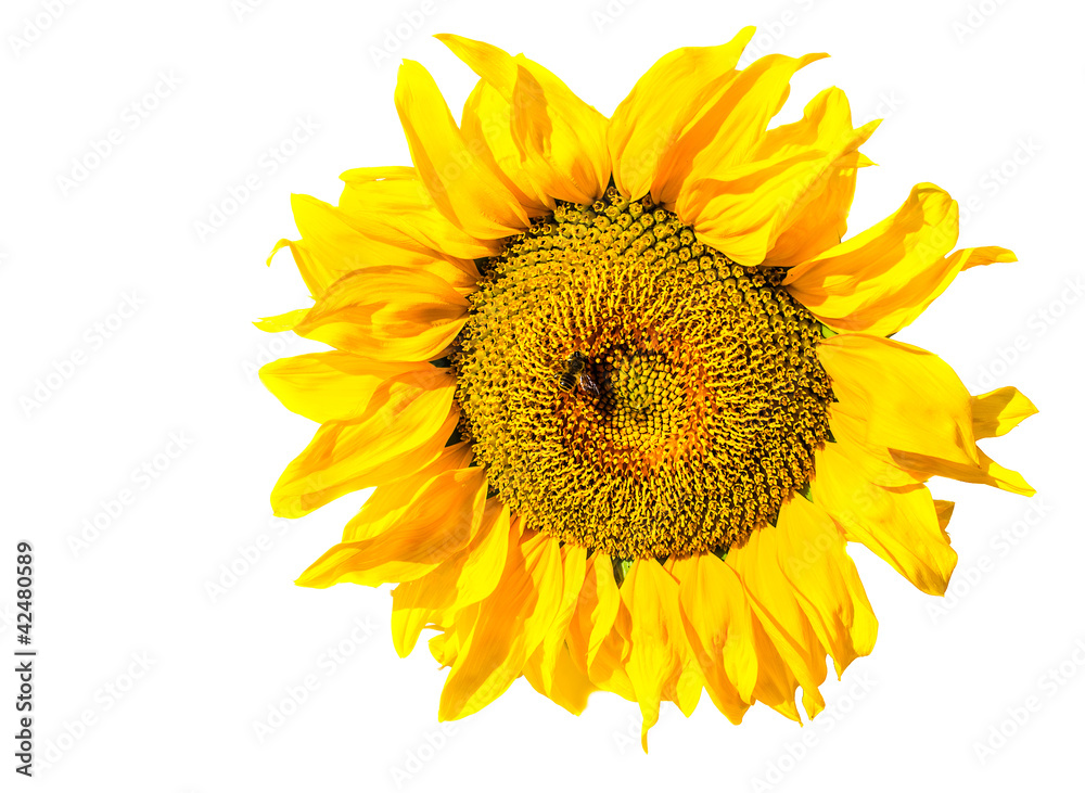 Naklejka premium Blooming sunflowers