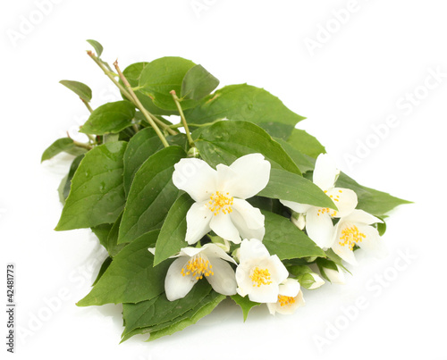 beautiful jasmine flowers with leaves isolated on white