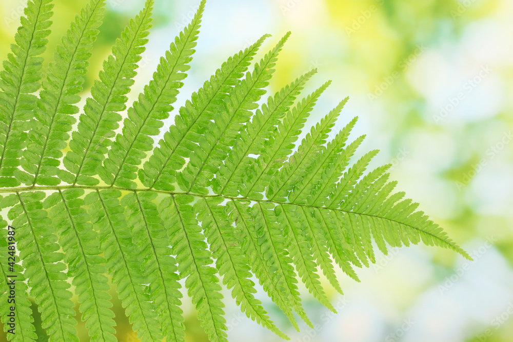 Fern on green background close-up Fern on green background close-up