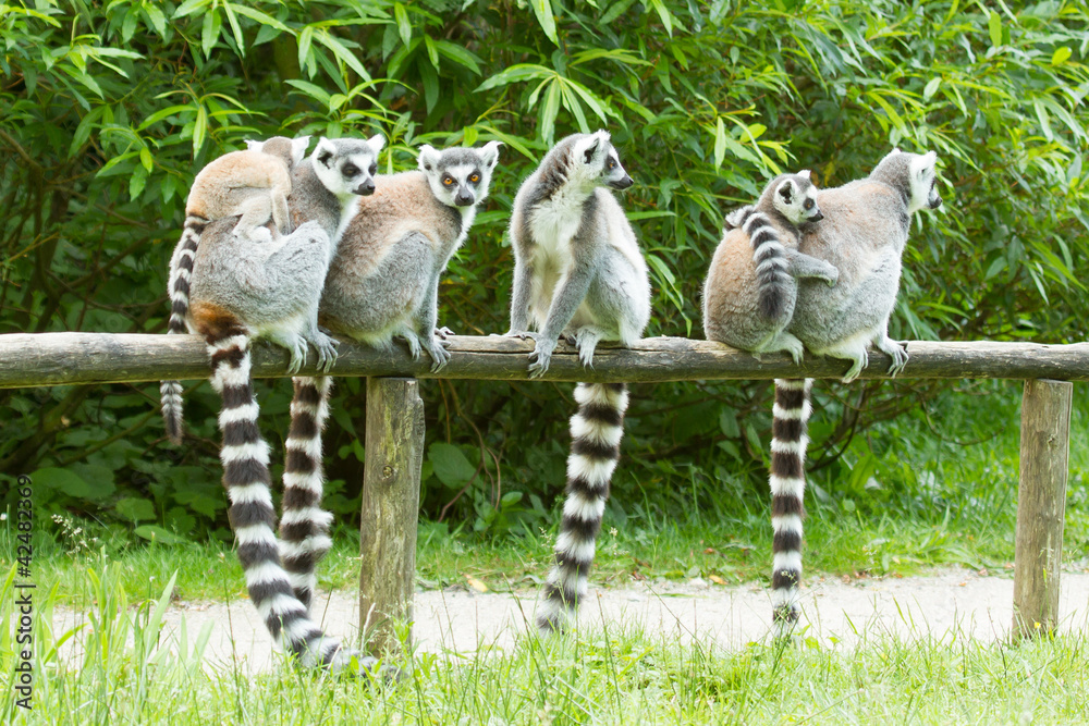 Obraz premium Ring-tailed lemur in captivity
