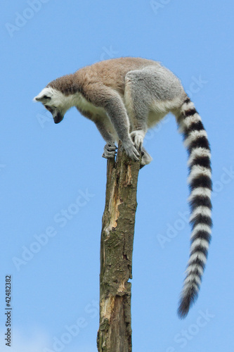 Fototapeta Naklejka Na Ścianę i Meble -  Ring-tailed lemur in a tree