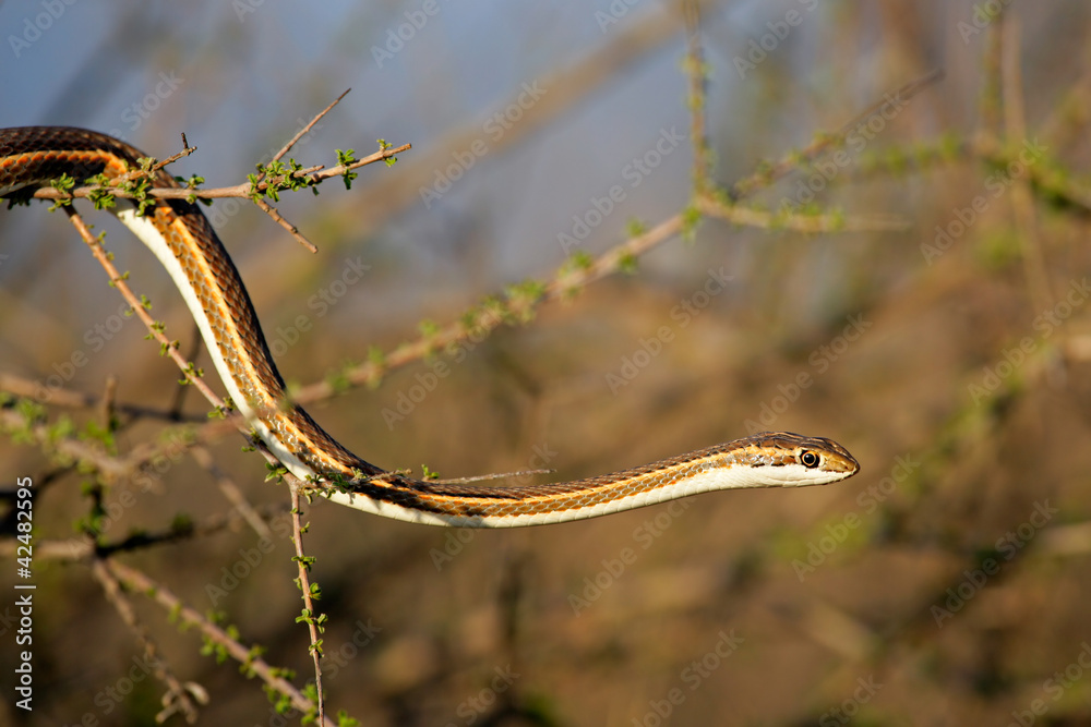 Naklejka premium Forked-marked sand snake (Psammophis leightoni)