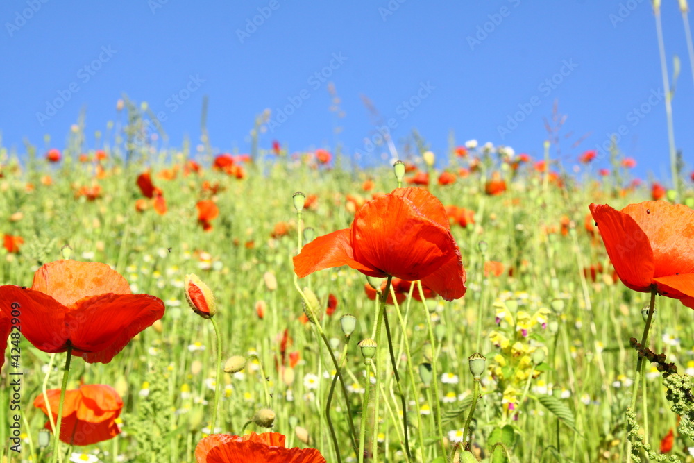 Naklejka premium mohnblumen