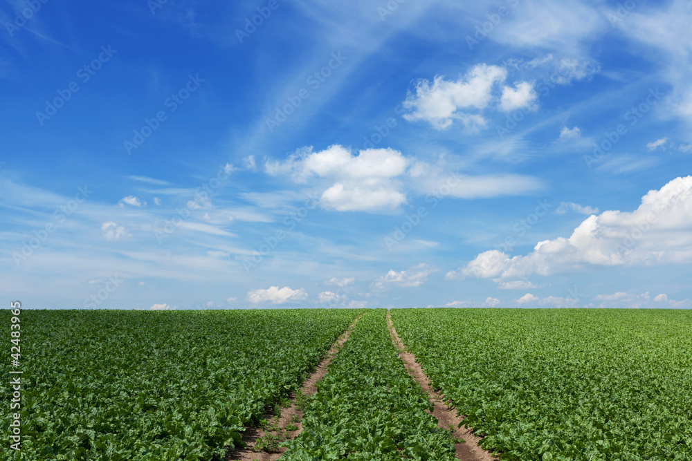 Feld mit Zuckerrüben Feld mit Zuckerrüben