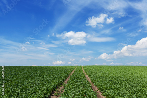 Feld mit Zuckerrüben